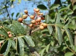 Brown Zanthoxylum Plant Seeds for Planting - 100 seeds for planting in home garden