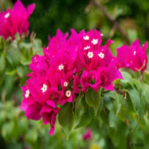 Pink Bougainvillea Flower - Heirloom, Non - Gmo Seeds