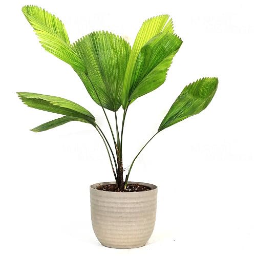 Green Licuala - Heirloom, Non - Gmo Seeds