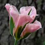 Green Pink Tulip Flower Seeds for Planting – Heirloom, Non-GMO, Vibrant Blooms for planting in your garden.