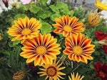 Giant Gazania Flower Seeds for Garden - NON GMO Seeds Dhara Seeds