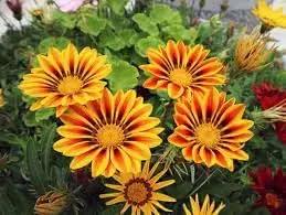 Giant Gazania Flower Seeds for Garden - NON GMO Seeds Dhara Seeds