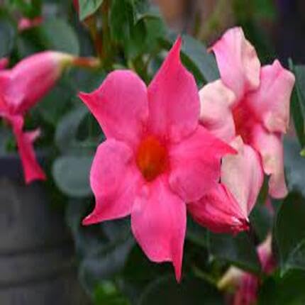 Pink Dipladenia Flower