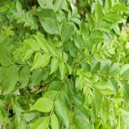 Curry Leaf Green - Heirloom, Non - Gmo Seeds