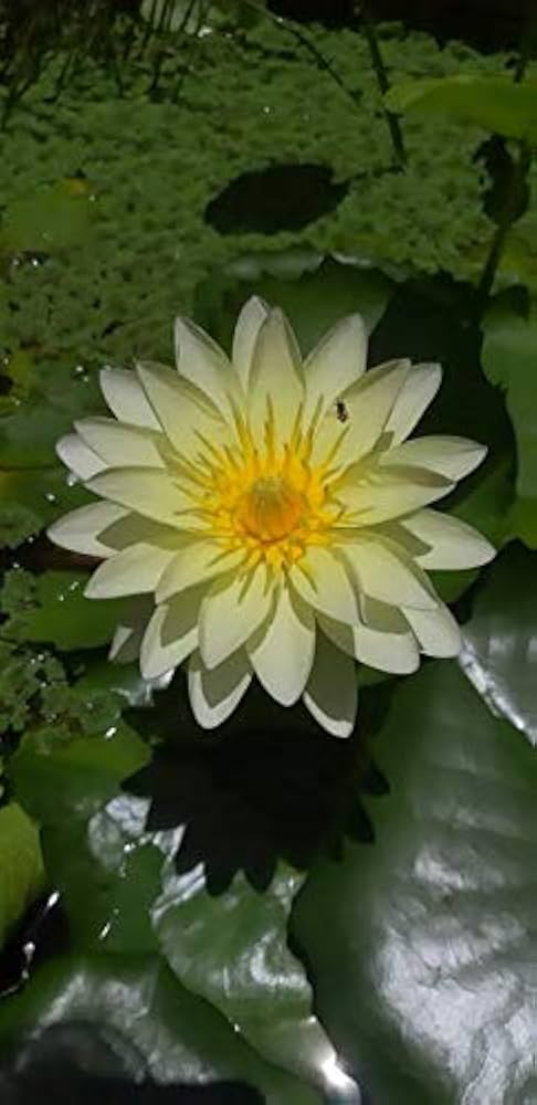 Nymphaea Poonsub