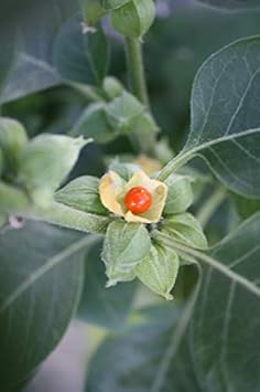 Orange Somnifera Plant Seeds for Planting - 100 seeds for planting in home garden