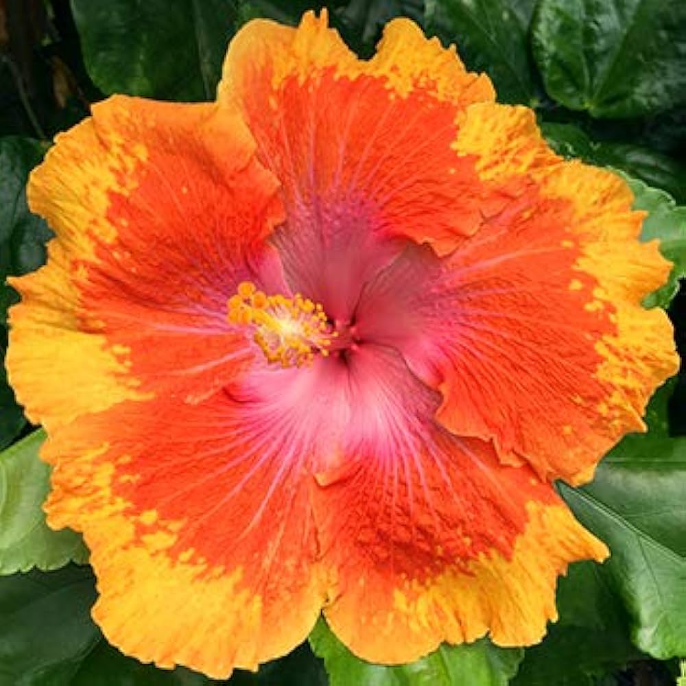 Tomato Solanum Lycopersicum Yellow Big Bio Vegetable Seeds for Planting – Rare Variety for Home Garden and Fresh Harvest