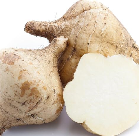 Light Brown Jicama - Heirloom, Non - Gmo Seeds