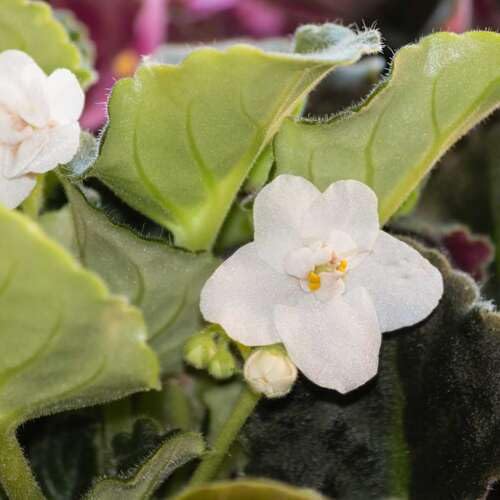 Saintpaulia Flower White - Heirloom, Non - Gmo Seeds