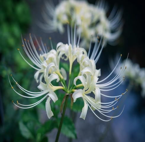 White Lycoris Flower - Heirloom, Non - Gmo Seeds