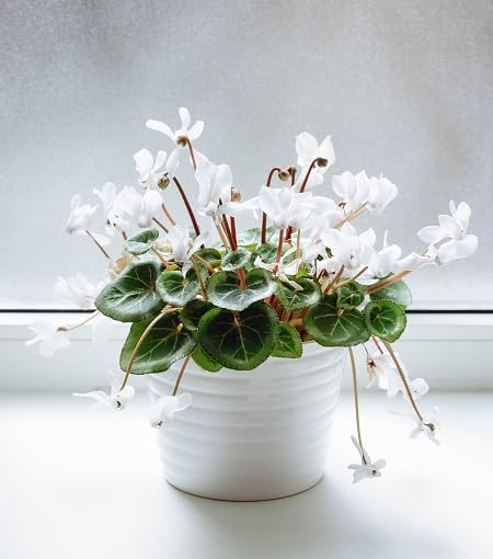 White Cyclamen Flower - Heirloom, Non - Gmo Seeds