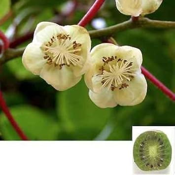 Green Kiwi - Heirloom, Non - Gmo Seeds