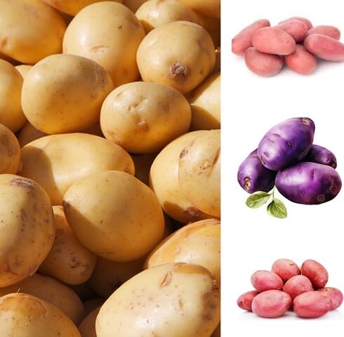 Mixed Potato - Heirloom, Non - Gmo Seeds