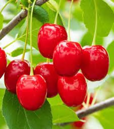 Cherry Fruit - Heirloom, Non - Gmo Seeds