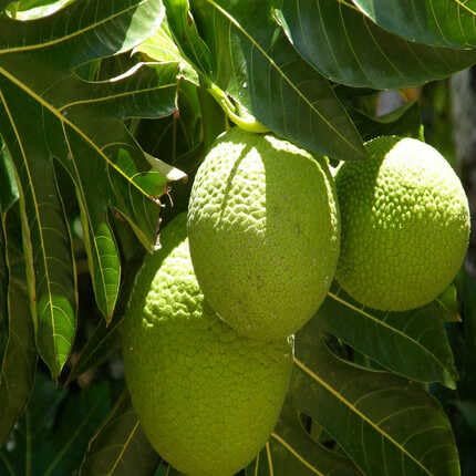 Breadfruit Green - Heirloom, Non - Gmo Seeds