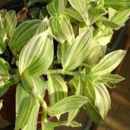 Green Tradescantia - Heirloom, Non - Gmo Seeds