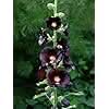Black Nigra Hollyhock Perennial Flower Seeds