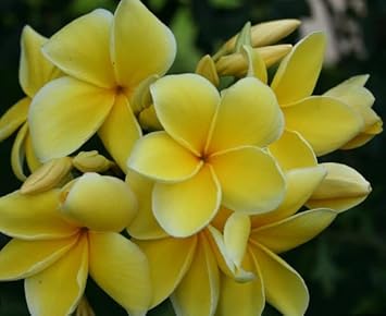 Light Yellow Frangipani Flower Seeds – Heirloom Non-GMO Plumeria Seeds for Tropical Garden Blooms seeds for planting in home garden