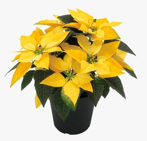 Yellow Poinsettia - Heirloom, Non - Gmo Seeds