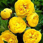 Peony Blossoms Heirloom Non Gmo Image
