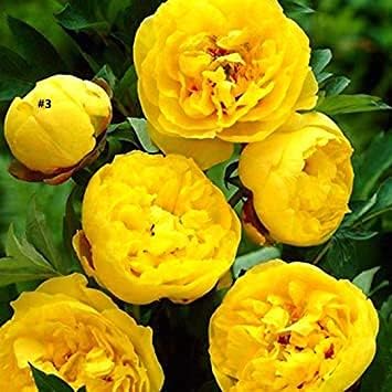 Peony Blossoms Heirloom Non Gmo Image