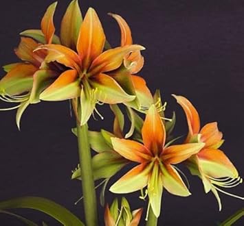 Orange-Green Hippeastrum Flower Seeds – Heirloom Non-GMO Amaryllis Seeds for Tropical Garden Color for planting in your garden.