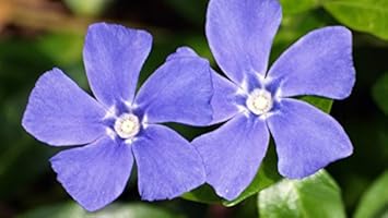 Blue Vinca Periwinkle Plant Seeds for Planting Non-GMO Heirloom Garden Seeds for Home and Outdoor Growing seeds for planting in home garden