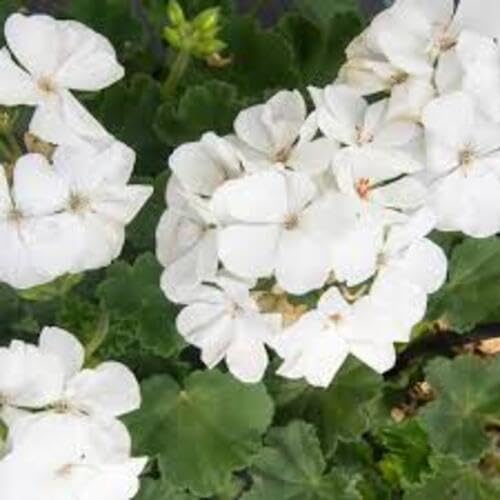 Geranium Flower - Heirloom, Non - Gmo Seeds