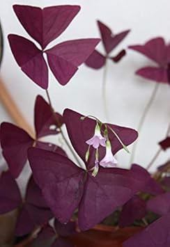 Red Woodsorre Flower - Heirloom, Non - Gmo Seeds