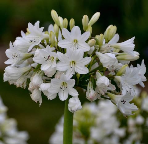 White Agapanthus Flower - Heirloom, Non - Gmo Seeds