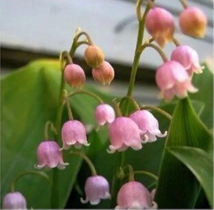 White Purple Bell Orchid Flower Seeds for Planting - NON GMO Seeds Dhara Seeds