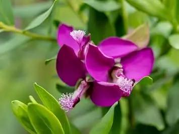Polygala Myrtifolia Flower Seeds for Planting - NON GMO Seeds Dhara Seeds
