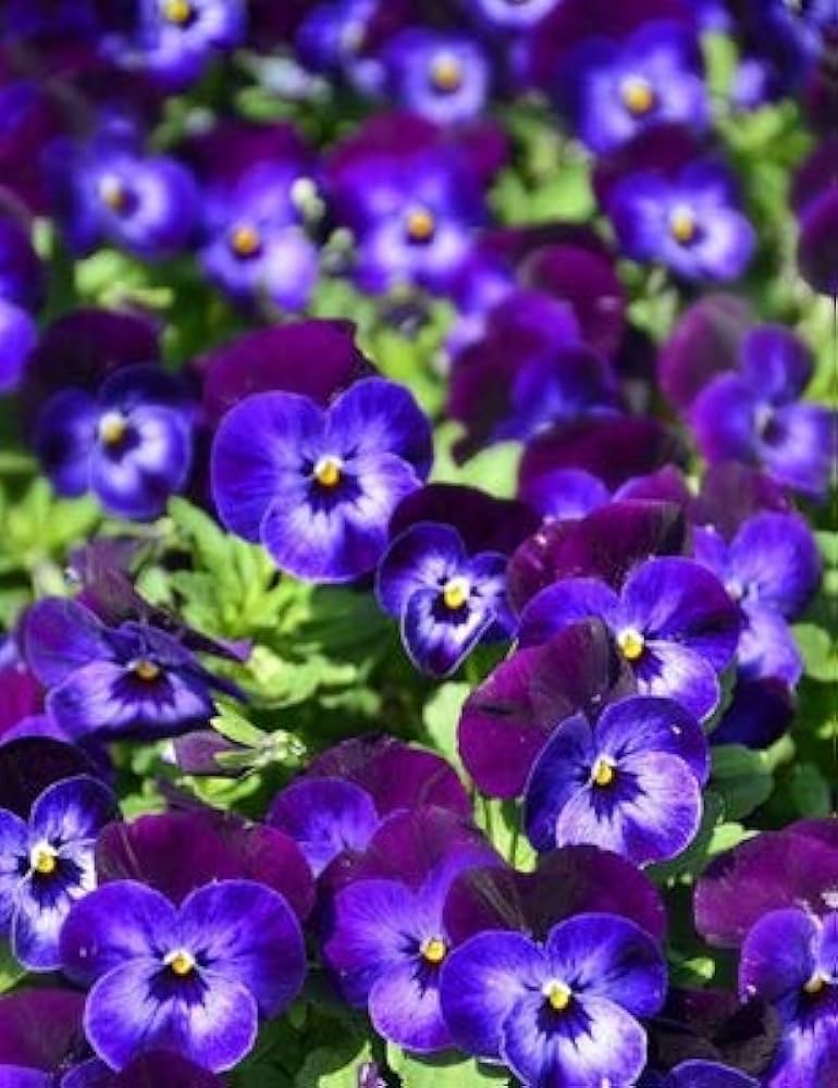 Blue Swissy Navy Blue Swiss Giant Flower Seeds for Garden – Dharaseeds
