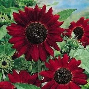 Dark Red Sunflower Seeds for Planting – Bold, Vibrant Blooms for Garden & Pollinator Attraction Dhara Seeds