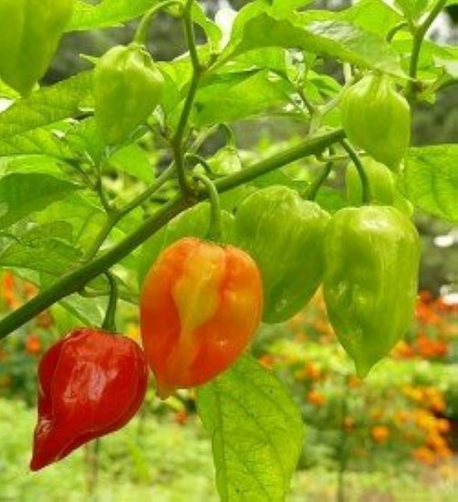 Pepper Capsicum Chinense Antilles Caribbean Vegetable Seeds for Planting – Suitable for Kitchen Garden and Tropical Flavors