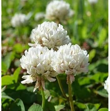 Clover (Clover scientific name) for planting in garden