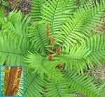 Cinnamon Fern Spores Plant Seeds for Planting heirloom & Non-GMO Seeds Dhara Seeds