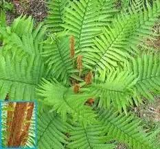 Cinnamon Fern Spores Plant Seeds for Planting heirloom & Non-GMO Seeds Dhara Seeds