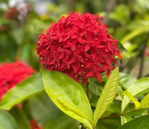 Red Ixora Flower - Heirloom, Non - Gmo Seeds