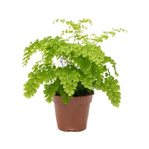 Green Adiantum Raddianum - Heirloom, Non - Gmo Seeds