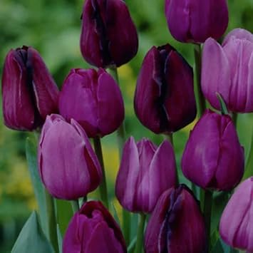Purple Tulip Flower Seeds for Planting – Heirloom, Non-GMO, Vibrant Blooms