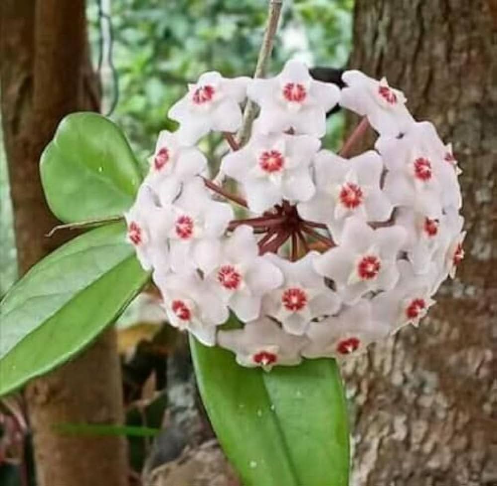 Hoya Carnosa Flower Seeds for Planting in indoor pots and vertical garden arrangements