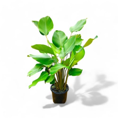 Green Calathea