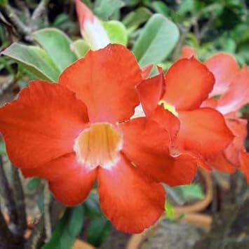 Organic Heirloom Non-GMO Orange Adenium Obesum Seeds for Planting ...
