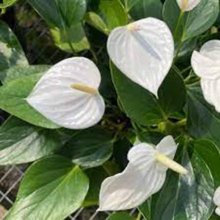 Anthurium Flower White