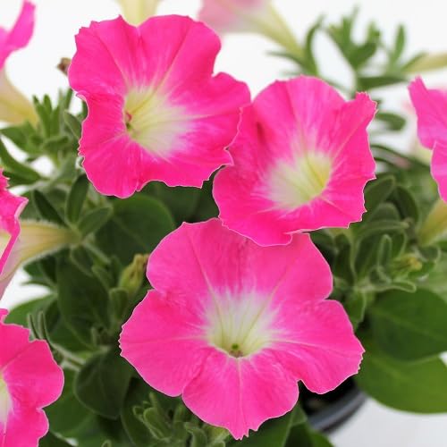 White Pink Petunia Flower - Heirloom, Non - Gmo Seeds