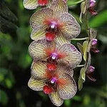 Cymbidium Orchid Seeds - Heirloom Non-GMO Planting Seeds Dhara Seeds