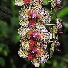 Cymbidium Orchid Seeds - Heirloom Non-GMO Planting Seeds for planting in home garden