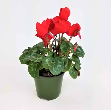 Red Cyclamen Flower - Heirloom, Non - Gmo Seeds