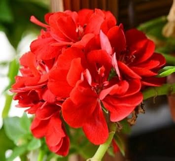Sementes (Sementes scientific name) for planting in garden